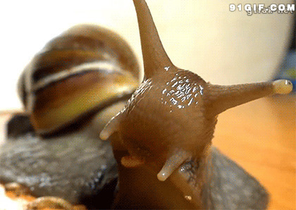 大蜗牛吃虫子图片:蜗牛