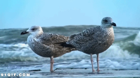 海滩上两只海鸟动态图片