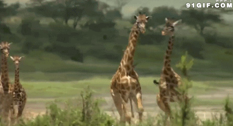 成群结队的长颈鹿图片:长颈鹿