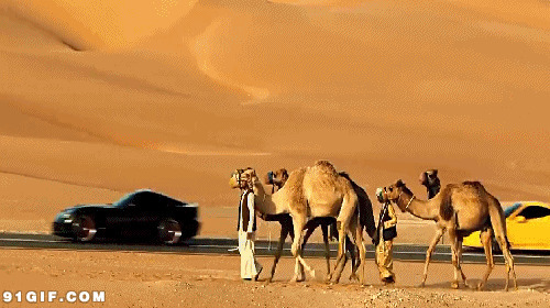 行走沙漠的骆驼队商人图片
