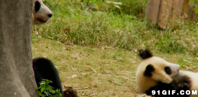 满地打滚的小熊猫动态图片:熊猫