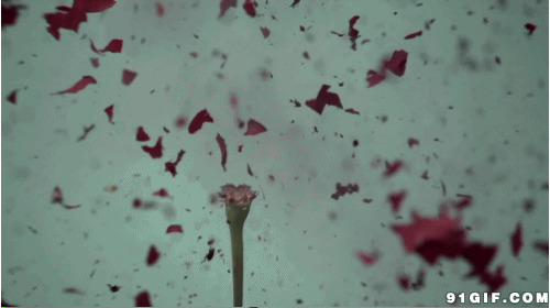 爆炸的玫瑰花动态图片:玫瑰花