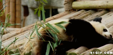 吃竹子可爱小熊猫高清图片
