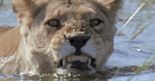 河里游泳的狮子图片:狮子