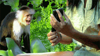 女子给猴子玩自拍图片