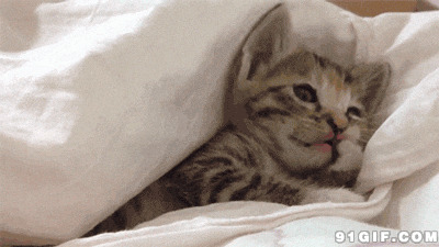 被窝里的猫猫睡懒觉图片:猫猫