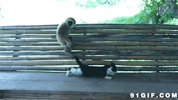 猴子逗猫猫动态图片:猫猫