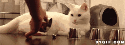 聪明的小白猫图片:猫