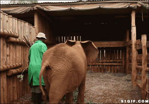 大象喝奶瓶动态图片