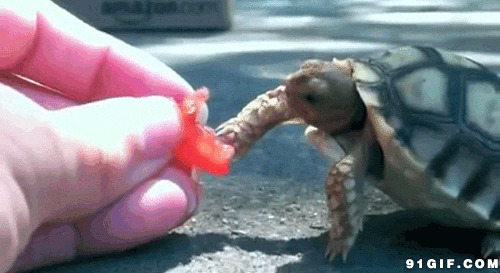 小乌龟吃肉动态图片:小乌龟