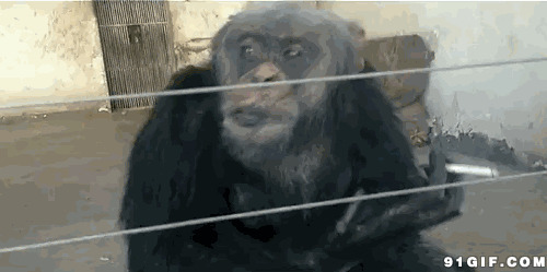 大猩猩吸烟搞笑图片:大猩猩