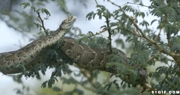 树上的蟒蛇动态图片:蟒蛇