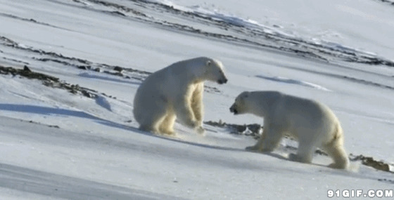 北极熊打架搞笑图片