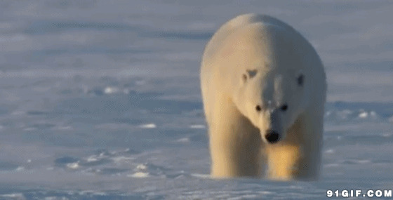 北极熊走路动态图片