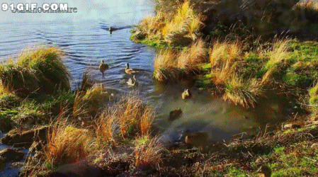 小湖畔游泳的小鸭子图片
