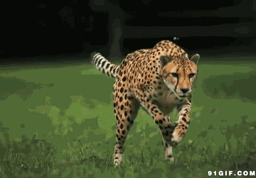 奔跑中的野豹图片:野豹,豹子