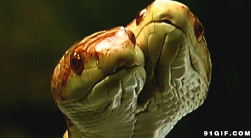双头蛇视频图片
