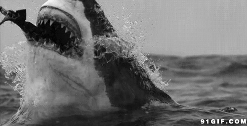 鲨鱼张嘴扑食视频图片