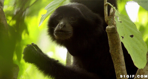 猴子树枝上吃东西视频图片