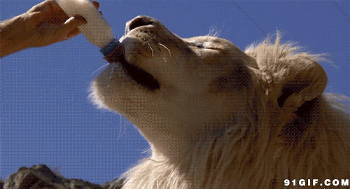 狮子喝奶动态图片