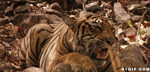 休息的老虎张大嘴图片
