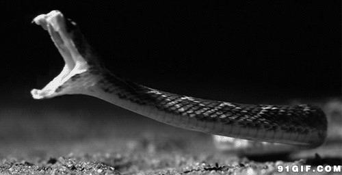 毒蛇张嘴动态图片:毒蛇,蛇
