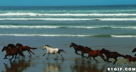 海边的马群图片