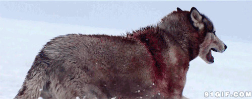 受伤的孤狼动态图片:孤狼,恶狼