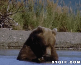 熊瞎子洗澡图片:狗熊