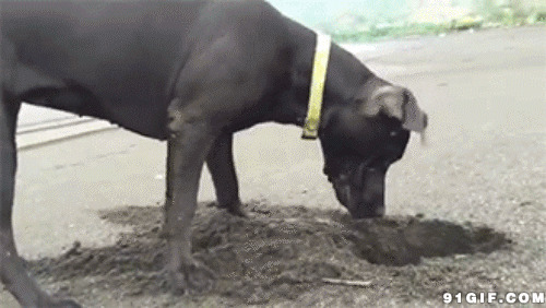 挖坑找食物的狗狗图片