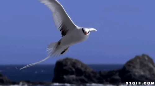 展翅飞翔的海鸟动态图片