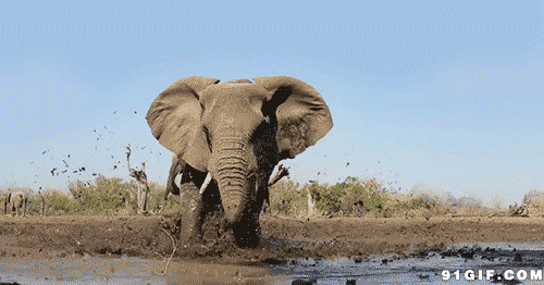 大象在泥水中动态图片