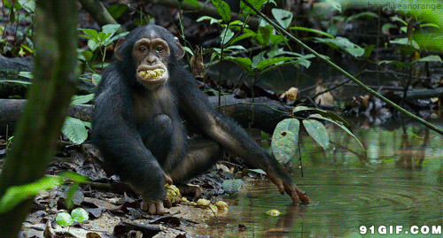 水边的大猩猩动态图片:大猩猩,猴子