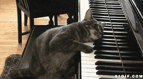 猫猫疯狂弹钢琴搞笑视频图片