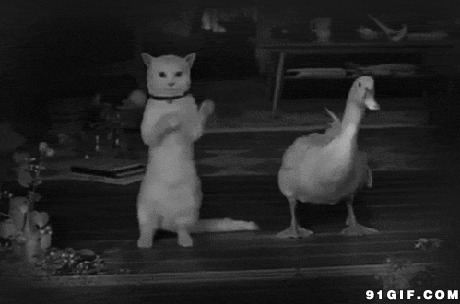 猫猫与鸭子共舞图片