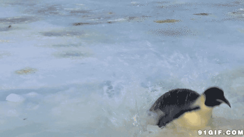 企鹅失误摔倒视频图片:企鹅