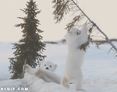 北极熊雪地玩耍动态图片