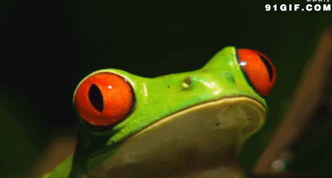 卡通青蛙的大眼睛图片:青蛙