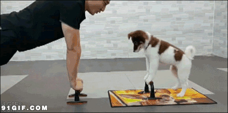 人和狗同做运动动态图片