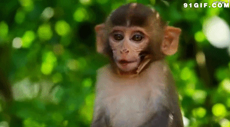 可爱的小猴子高清动态图片:猴子