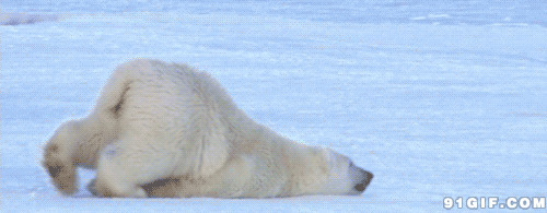 北极熊趴着走路动态图片:北极熊