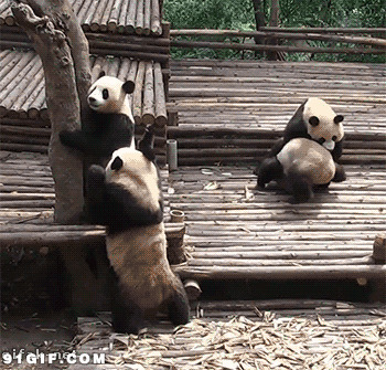 熊猫打架视频图片:熊猫