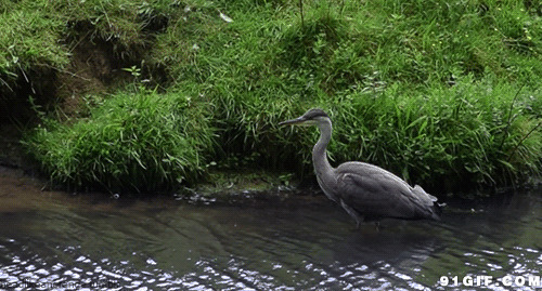 小河边的丹顶鹤图片:丹顶鹤,动物