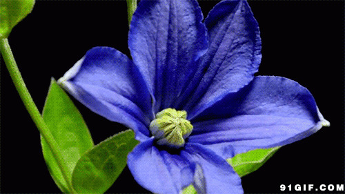 蓝色花朵盛开高清动态图片