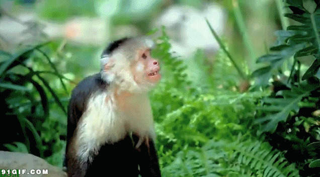 美女打猴子动态图片:猴子