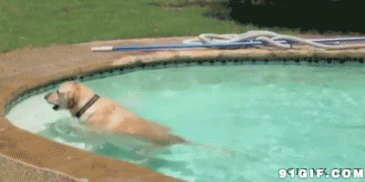 狗狗游泳池游泳视频图片