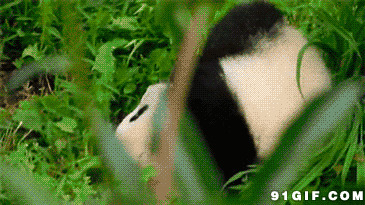 大熊猫打滚视频图片