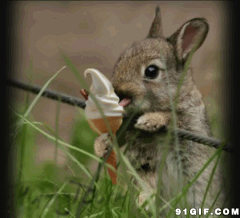 兔子吃雪糕搞笑图片:兔子