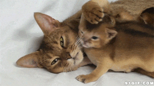 猫咪的母子情动态图片:猫猫,