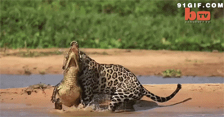 猎豹捕食鳄鱼动态图片